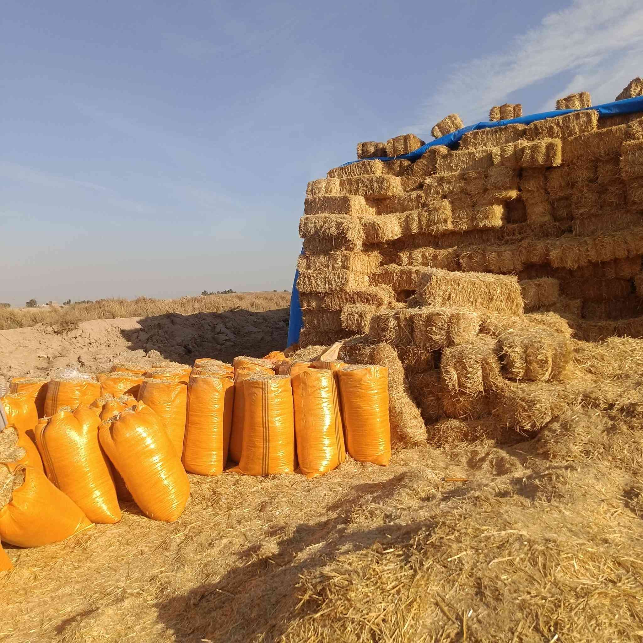 السلام عليكم تبن لبيع بنسب لسعار لرايد تبن يتصل *********** وتوصيل لباب بيتك وددلل  وذا كميه
