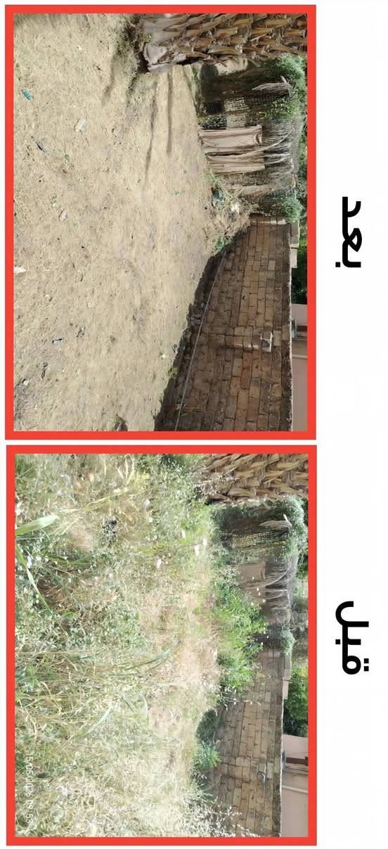 حديقتك مبعثرة؟ نحن نرتبها! 🌿
يتوفر لدينا كادر متخصص في:
​قص وتنسيق الثيل.
​إزالة الحشائش والأدغال فقط.
للتواصل: [ ***********]

