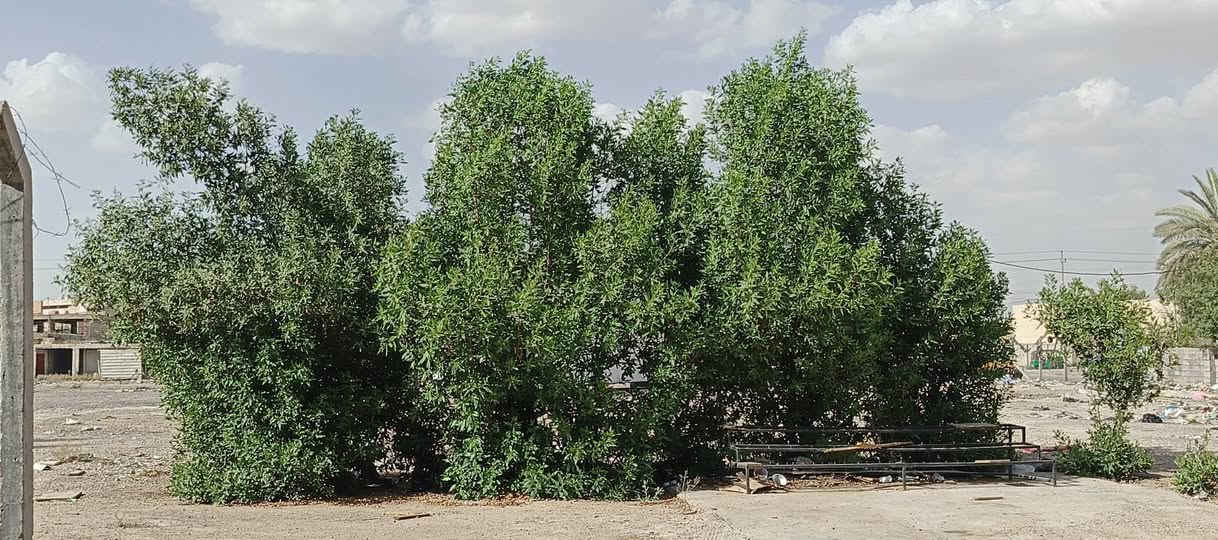 السلام عليكم بيت مساحة ٦٠م طابقين ٣ غرف نوم حمامات عدد ٢ هول ومطبخ وبيتونة بناء جديد متصرف درهم مقابل البيت ساحة مكان بغداد جديده الف دار  للاستفسار ***********
