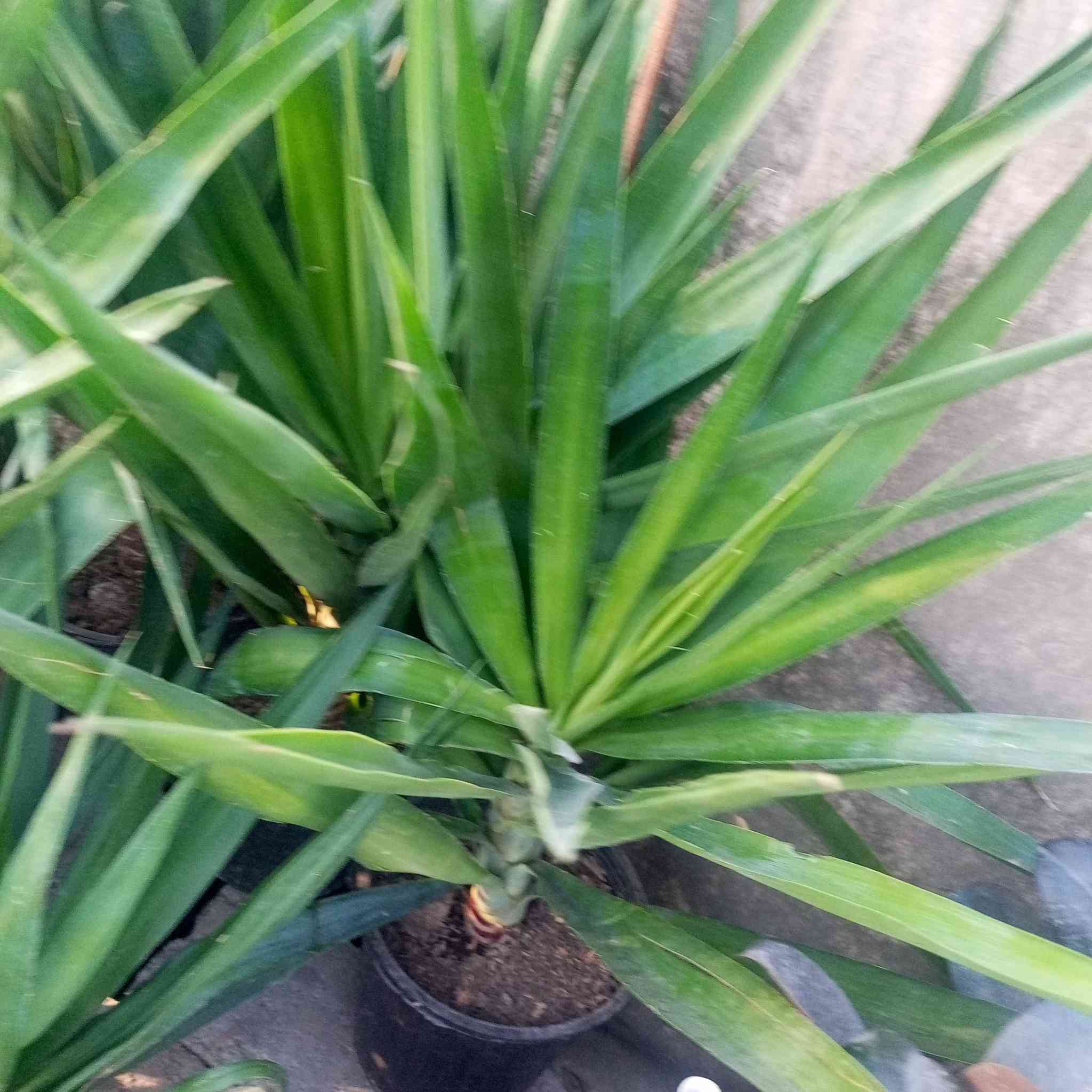 متوفرر 
مجمع رفيف الزيدي  
نبات طبيعي... سنادين ..  بتموس ... دوارق  عصا موسى 
للحجز والاستفسار مراسلة الصفحة 
يتوفر خدمة توصيل 
بابل ألمحاويل الشارع العام مقابيل حي المشتل


**إذا كنت صاحب هذا الإعلان وتريد حذفه لأي سبب، رجاءا أرسل رسالة إلى الدعم الفني**