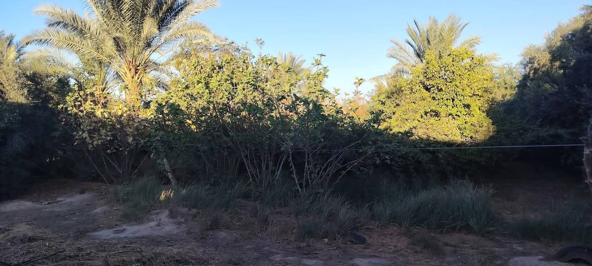 السلام عليكم 
للبيع مزرعه 4دوانم طابو سند 25 ابسم الوالد
مكانها الدبسه السده مال البوضايع 
مسيجه كلهه.
كامله مانقصه اي شي بير. غطاس +اساله ماي حلوو كهرباء ابنصها
3ابيوت بيها جاهزات فول مانقصات شي  +هيكل واصل للصب
الزاعه البيها نخل انواع عنب حلواني +نومي حامض +زيتون مشمش رمان زيتون تين  المزرعه مفوله
سعرها 750 مليون وبيها مجال. وماكو مشكله ابيع دونمين منها -حسب الاتفاق الي يحب يشتري يتصل. ويعرف تفاصيل اكثرر المايعرف سعرها لايعلق من كيفه. تعليق سلبي. لو تعلق تعليق حلو مثل اخلاقك لو تعبر المنشور جنك ماشفته 
***********
***********
