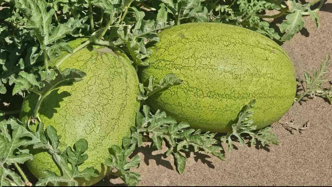 السلام عليكم ع بركه الله وصول ركي تورنادو إلى مكتب باسم الاابرهيمي العنوان الحيدرية الحولي رقم الهاتف ***********
ركي تورنادو,,,,1000بذره 
ضمان وامان وجوده عاليه
