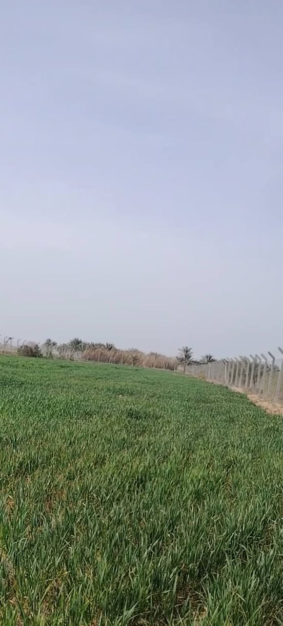 طابو زراعي للبيع ٨ دوانم تحتوي على اكثرمن ٤٠٠ نخله مختلف الانواع تقع في نجف قضاء المناذره منطقه المراشده على نهر ابو جذوع الاستفسار تواصل عبر الرقم  ***********
