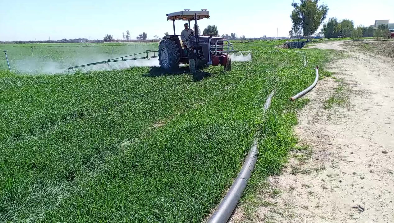 يوجد رش مبيد العلم الرقم ***********
