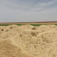 تبن حنطة • كابينة دراسة • حجم كبير