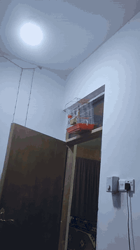 متاح كناري شيرازي فول فول سعره  ب55معه القفص مكان العمارة حي جمعيات رقم *********** يوجد توصيل
