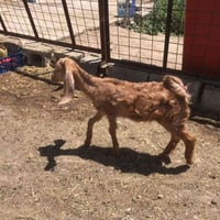 صخله • حك الجير • ديالى بلدروز