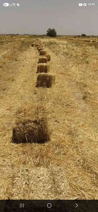 تبن • ٣٥٠ كبسه • قريت سيد محيسن