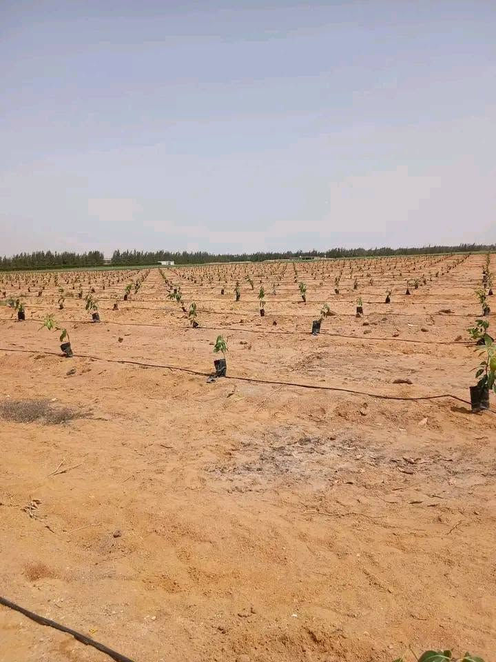 *🌴 كمبوند زراعي متكامل - أراضي ملك مسجل 🌴*  
*على بعد 45 كم من القاهرة والجيزة*

*المساحات:* من *1 فدان لحد 10 فدان* - قسم زي ما تحب  
*الورق:* *ملك مسجل شهر عقاري* = أمان واستثمار مضمون

*جاهزة للزراعة فوراً* ✅  
*مرافق كاملة:* مياه + كهرباء واصلة  
*الأسعار:* تناسب الجميع وتناسب الاستثمار

*مميزات الكمبوند اللي مش هتلاقيها في أي مكان:*
1. *2 استراحة* جاهزة للراحة والمتابعة
2. *2 خزان مياه ري* = زراعتك في أمان طول السنة  
3. *2 بوابة خاصة* = خصوصية وأمان 100%
4. *أرض جاهزة على الزرعة* = استلم وازرع من تاني يوم

مكانك وسط ناس محترمة، وأرضك وسط كمبوند متخطط ومنظم

*للمعاينة والحجز:*  
📞 01063486107

اللي يدور على أرض بمرافق وأمان يلحق قبل ما المساحات تخلص ⚡


**إذا كنت صاحب هذا الإعلان وتريد حذفه لأي سبب، رجاءا أرسل رسالة إلى الدعم الفني**