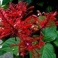 مشتل نباتات نادرة 🌿 توفرت شتلات Strictum Odontonema (الشجره الناريه)  ...