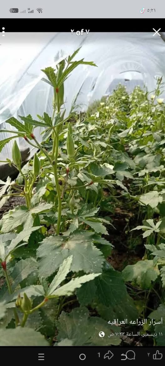 بذور بانيه متعهد تبن للبيع ***********
