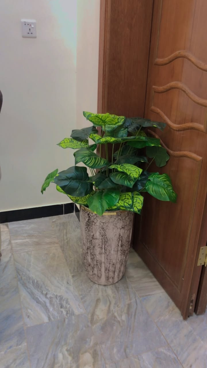 نباتات صناعية جديدة


**إذا كنت صاحب هذا الإعلان وتريد حذفه لأي سبب، رجاءا أرسل رسالة إلى الدعم الفني**