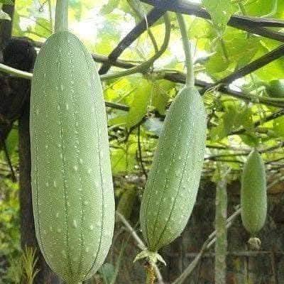 الى عشاق نبات الليف 
متوفر بذور الان سعر المغلف الفين دينار 

هل سمعت عن نبات اللِّيف اللي بيطلع منه “الإسفنج الطبيعي”؟ 😍
نبات ممتع وسريع النمو، وإنتاجه ممتاز لو وفّرت له شمس ودعامة قوية. خلّيني أشرح لك موعد الزراعة + الطريقة + احتياجاته + طول النبات + ماذا يُستعمل 👇
✅ ما هو نبات اللِّيف؟
اللِّيف (Luffa) نبات متسلق من العائلة القرعية مثل الخيار والكوسا. ثماره تُؤكل وهي صغيرة، وإذا تُركت حتى تكبر وتجف تتحول لألياف تُستخدم كـ إسفنج طبيعي.
📅 موعد زراعة اللِّيف
أفضل وقت: بعد انتهاء البرد تمامًا واستقرار الحرارة.
يحتاج حرارة دافئة للنمو: (تقريبًا 22–30°م).
في مناطق الشام/الأردن غالبًا الزراعة تكون من بداية الربيع وحتى أوائل الصيف حسب برودة المنطقة.
ملاحظة: الصقيع أو البرودة الشديدة = يضعف الإنبات ويوقف النمو.
🌱 طريقة الزراعة (بالبيت أو بالأرض)
1) تجهيز البذور
انقع البذور 6–12 ساعة بماء فاتر لتسريع الإنبات.
ازرعها بعمق 2–3 سم.
2) مكان الزراعة
شمس مباشرة 6–8 ساعات يوميًا.
تربة خفيفة جيدة التصريف (طينية خفيفة/رملية محسّنة).
3) المسافات والدعامة
اترك بين كل نبتة والثانية 1–1.5 متر (لأنها تتمدد).
لازم تعريشة/سلك/شبك قوي من البداية.
💧 الري والتسميد
الري
ري منتظم بدون إغراق:
في الحر: كل 2–3 أيام حسب التربة.
المهم: التربة “رطبة” مش “مغمورة”.
التسميد
قبل الزراعة: كمبوست/سماد بلدي متحلل مع التربة.
بعد ما تكبر النبتة وتبدأ تتسلق:
سماد متوازن كل 10–14 يوم.
وقت التزهير والعقد:
ركّز على بوتاسيوم (يساعد على الثمار).
🌼 التلقيح والإثمار
أزهار اللِّيف غالبًا ذكور وإناث.
لو لاحظت تساقط أزهار أو ثمار صغيرة: جرّب تلقيح يدوي بسيط بنقل حبوب اللقاح من زهرة ذكر إلى أنثى صباحًا.
📏 طول الشجرة (النبات)
اللِّيف مو شجرة؛ هو نبات متسلق.
طوله مع التعريشة يوصل غالبًا 4 إلى 8 أمتار (وأحيانًا أكثر حسب العناية).
🧽 ماذا يُستعمل اللِّيف؟
✅ إسفنج طبيعي للاستحمام وتقشير لطيف
✅ تنظيف الصحون (بعد تقطيعه وتجفيفه)
✅ بعض الناس يأكلون الثمار وهي صغيرة جدًا مثل الكوسا (قبل ما تقسى)
طريقة عمل الإسفنج الطبيعي (باختصار)
اترك الثمرة حتى تكبر وتجف، بعدها:
انقعها بالماء
قشّر القشرة
نظّف البذور
جفّف الليف تمامًا
🔥 نصائح ذهبية لنجاح زراعة الليف
لا تزرعه قبل الدفء 👍
التعريشة ضرورية وإلا الثمار تتشوّه على الأرض
لا تُكثر نيتروجين وقت التزهير (يكثر ورق ويقل ثمر)
أي اصفرار قوي/ذبول = راجع الري والتصريف فورًا
الحجز والاستفسار مراسلة ع الخاص 🌾 🌾 
يتوفر توصيل 🛺 🛺 
بائعة الورد 🤗🍂


**إذا كنت صاحب هذا الإعلان وتريد حذفه لأي سبب، رجاءا أرسل رسالة إلى الدعم الفني**
