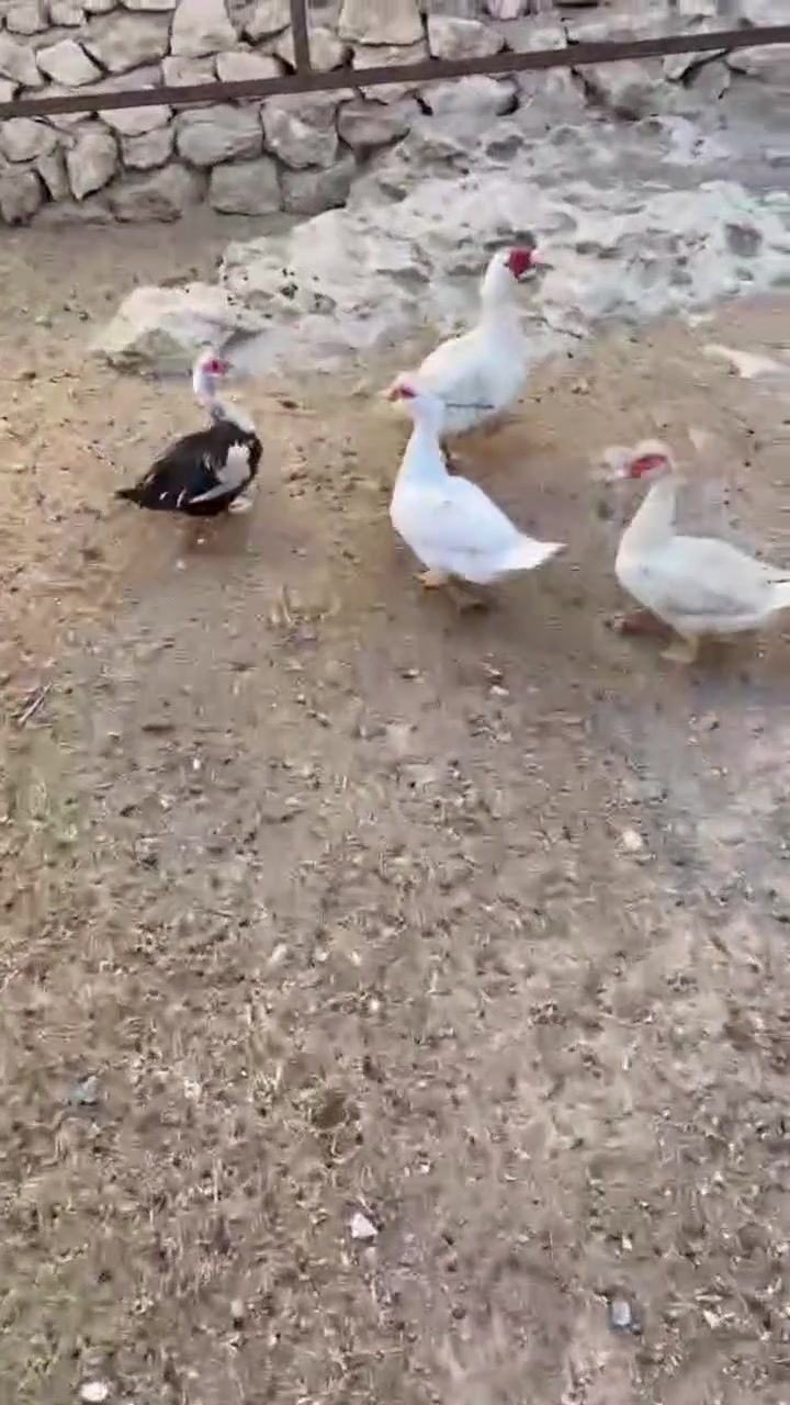 ماشاءالله 
بط مصري للبيع ذكر ١ ونثايات ٣ 
لي يريدها يتفضل خاص


**إذا كنت صاحب هذا الإعلان وتريد حذفه لأي سبب، رجاءا أرسل رسالة إلى الدعم الفني**
