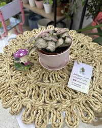 نباتات • توصيل فقط • توصيل مجاني الكندي