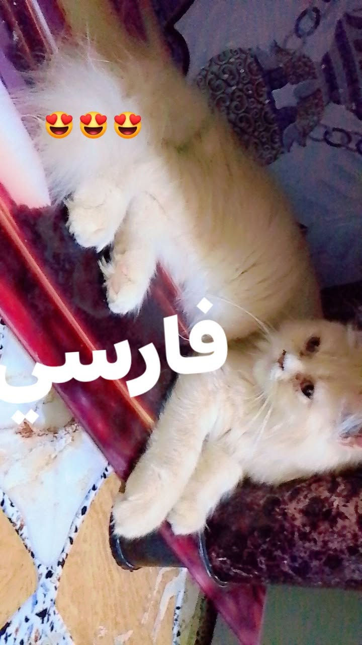 قطط
قطط للبيع نوعية ممتازه والصحة جيده


**إذا كنت صاحب هذا الإعلان وتريد حذفه لأي سبب، رجاءا أرسل رسالة إلى الدعم الفني**