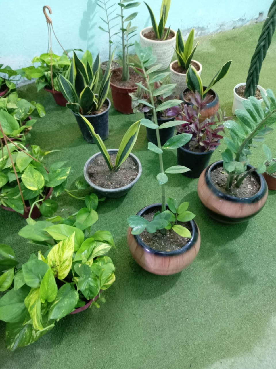 �✨أسعدتم مساء متابعيني الكرام
📣📣📣💥✨🌿الان وصول وجبه جديده من النباتات الظليه  الدائمة 

لمسة خضراء طبيعية تضيف فخامة وأناقة لأي ركن داخل المنزل أو المكتب. أوراق كبيرة بتدرجات خضراء رائعة تعطي إحساساً بالحيوية والانتعاش مع جودة صناعة عالية وثبات ممتاز.
الكميات محدوده 
للاستفسار مراسله الواتساب . ***********

يوجد لدينا خدمه توصيل ناحية الحمزة فقط🚐 

يوجد كادر تنضيف وزراعه

العنوان بابل الحمزه الغربي ع 

حي الحسين قرب عباس برهي للجمله 

 مقابيل مدرسة المكرمه 

زيارتكم تشرفنا

📍
