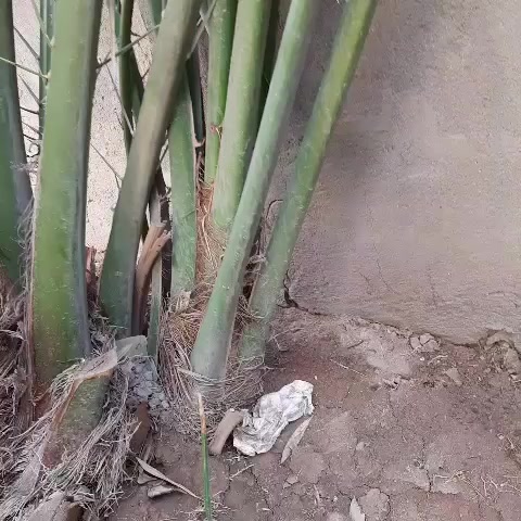 سلام عليكم
فرخ نخل برحي للبيع الشلعة الاولى شرط وتجي وشوف بعينك العنوان البصرة/ الامن الداخلي 
السعر على الخاص


**إذا كنت صاحب هذا الإعلان وتريد حذفه لأي سبب، رجاءا أرسل رسالة إلى الدعم الفني**