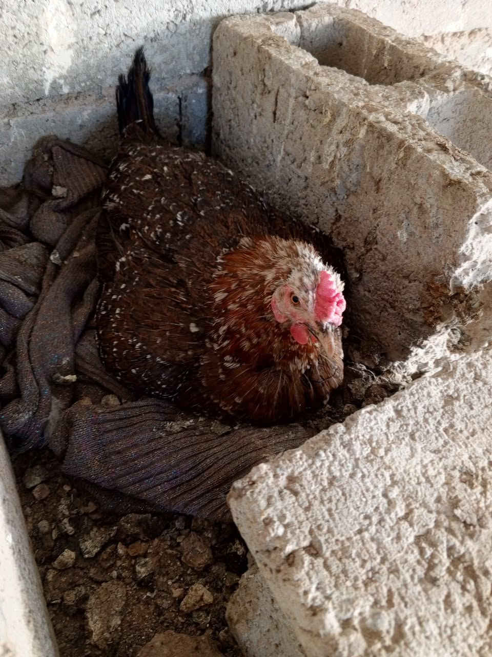 دجاجتين عرب كاركات من دون بيض سعر كل وحدة ٢٠ الف قفل قفل من دون معاملة


**إذا كنت صاحب هذا الإعلان وتريد حذفه لأي سبب، رجاءا أرسل رسالة إلى الدعم الفني**