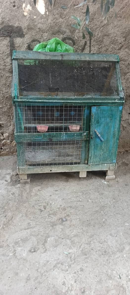 متاح اقفاص يرهمن كلشي للبيع السعر اثنينهن 40 وبيهن مجال(***********)
