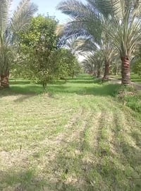 ٥ دونم • بستان • طابو