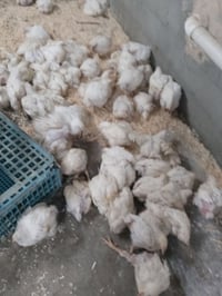 ٥ دجاجات • حي العسكري • متواجدين حتى ١٢