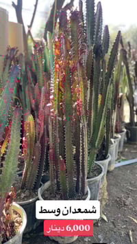 بابونج • توصيل الموصل • ديكور