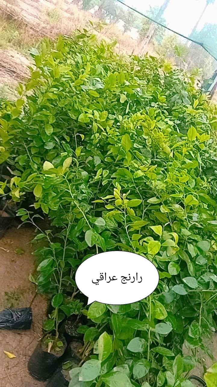 مشتل الزهراء لكافة انواع الاشجار المثمره والزينه وثيل بابل المسيب طريق ابوالجاسم ***********
***********
