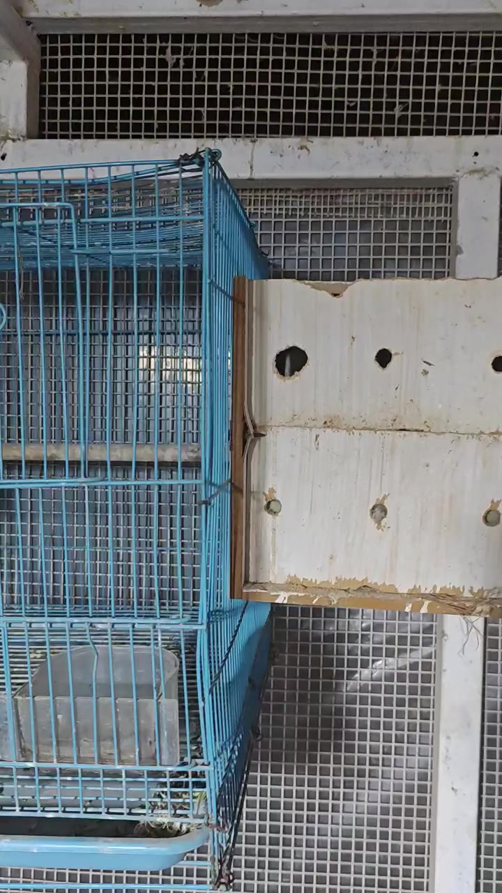 متاح اقفاص 2. الوردي جديد مامستخدم متروك. 
الازرك مستخدم كامل هوه وبيت تكاثر.     ب 25الف الاقفاص ثنينهن
الشراي يتفضل خاص.  
مكاني البصره قضاء المدينه الهوير.


**إذا كنت صاحب هذا الإعلان وتريد حذفه لأي سبب، رجاءا أرسل رسالة إلى الدعم الفني**