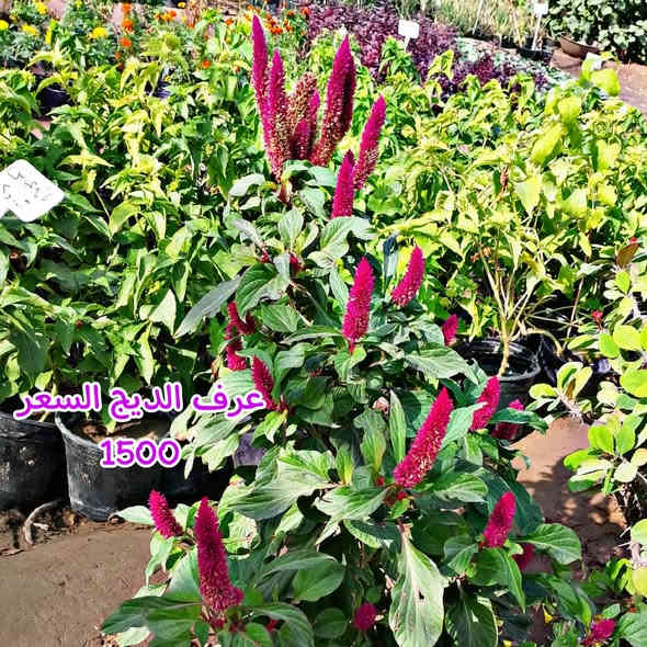 بفظل الله وبركاته توفرت عدنه جميع النباتات المزهراء 

الدائميه  كل صوره وجواها السعر توجد خدمه توصيل 
***********
