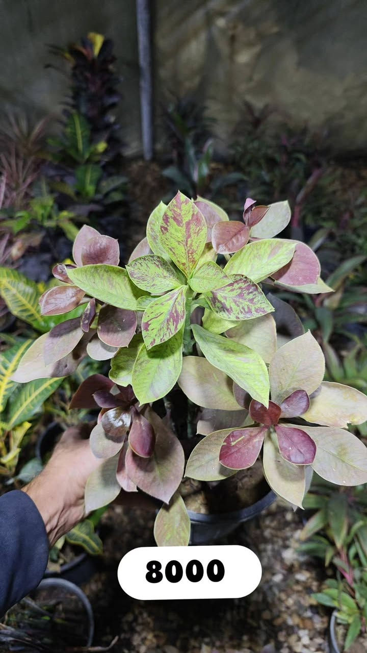 تخفيضات على كل النباتات داخليه🔥
سعر موجود داخل كل صورة

عنوانا الناصريه شارع الإمام علي تقاطع الشيباني مقابيل مصرف الطيف مشتل الشيباني ***********

يوجد خدمة توصيل 🚛
