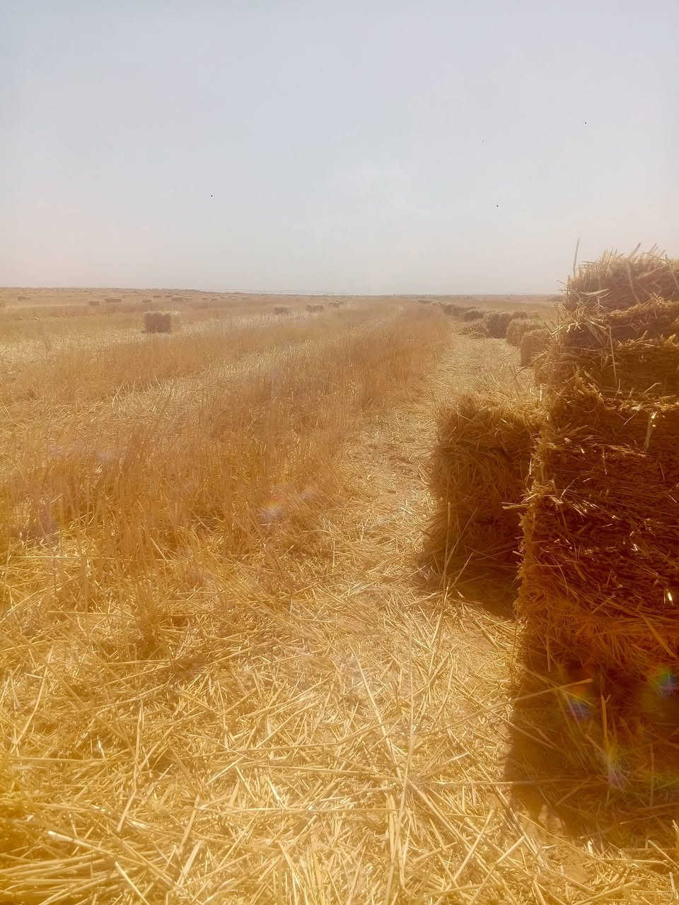 سلام عليكم
تبن كبسات سويتر.نضيف للبيع.
المكان.كربلاء .عين تمر..للتواصل.***********

