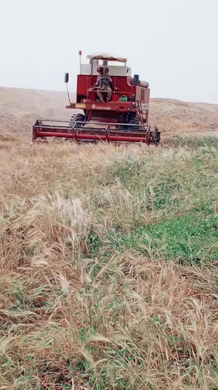 سلام عليكم حاصده الافيردى موديل 1985 معمره جديد طخم قوايش بولبرنات زناجيل كبل الحصاد محرك ستندر *********** سعر الخاص
