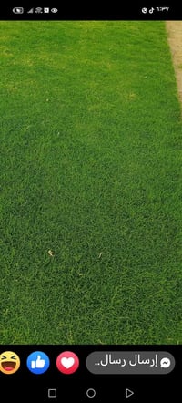 للبيع الثيل الاجمل الثيل الطبيعي بكافه انواعه ثيل درجه اولا للاتصال 07...