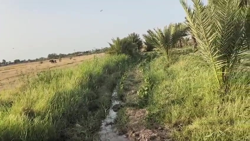 السلام عليكم ارض زراعية للبيع الموقع  /ال عواد الصديفه/ تحتوي على بيتن
الارض اكثر من 25دونم تحتوي عل 150نخله  كافه الخدمات متوفره الحاب يتصل عل هذا الرقم مكلف بلنشر ***********
