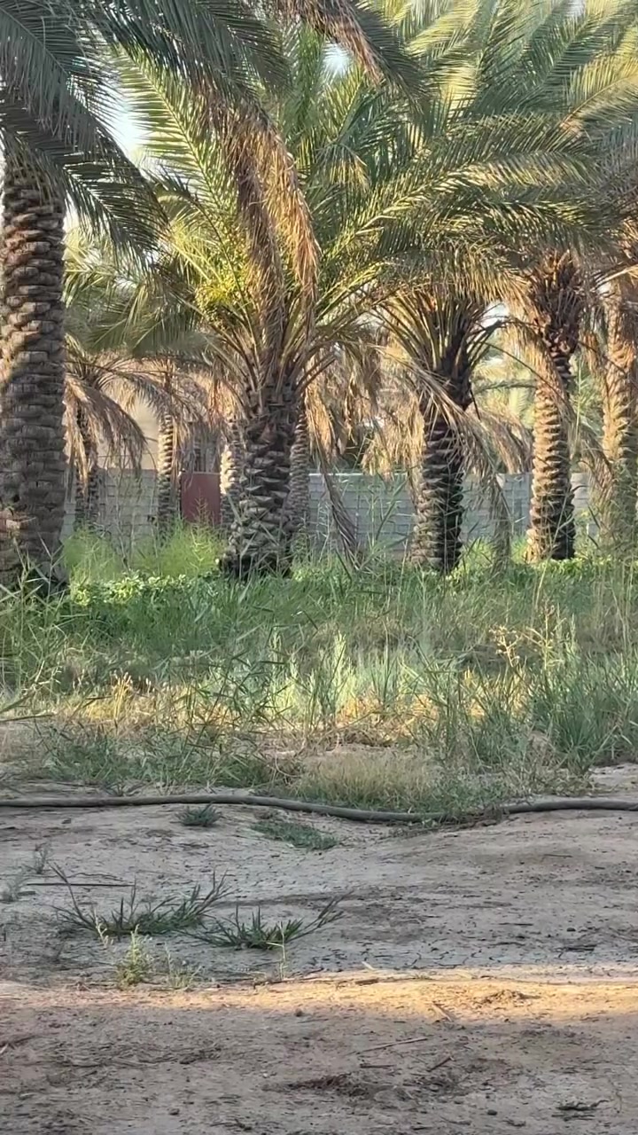 دونم لبيع كربلاء قريب على حولي ميه (حوي ابو مهدي المهندس )يبعد عن المام الحسين 5 كيلو خدمات كامله كلشي قريب عليه مدارس وعلو وسواق ومستوصف يحتو على 60 نخله وحمضيات متنوعه
لتواصل التصال على الرقم ***********سيد عقيل
