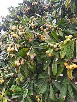 يتوفر لدينا اصناف المنكة وعنق الدنيا  في مشتل ناطق العلواني


**إذا كنت صاحب هذا الإعلان وتريد حذفه لأي سبب، رجاءا أرسل رسالة إلى الدعم الفني**