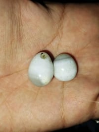 سبحة • عقد • العمارة