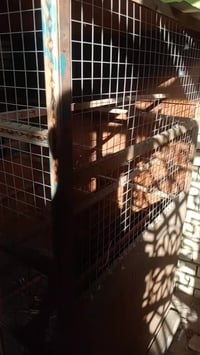 نهروان • قفص واجهة • ٢٣×٦٠م