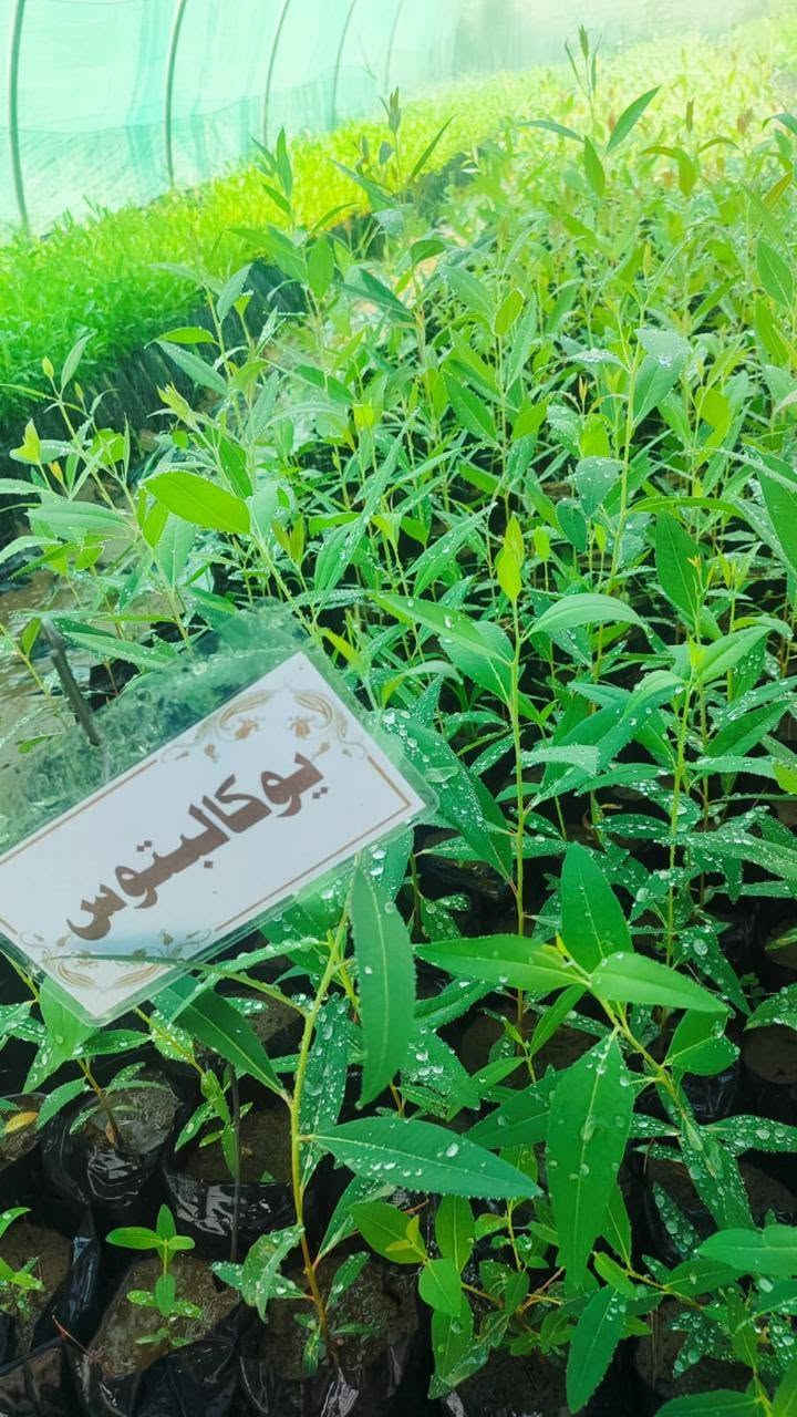 يتوفر في وزارة الزراعة / دائرة البستنة / محطة بستنة نينوى شتلات أشجار اليوكالبتوس،بارتفاعات مناسبة ونموات جيدة.
وبسعر 500 دينار للشتلة الواحدة .

  العنوان:
الموصل / الجانب الأيسر، داخل حي المهندسين، في الفرع المقابل لأسواق ريتاج،
أو من الباب الخلفي في الشارع الخدمي المحاذي للجسر الخامس…


**إذا كنت صاحب هذا الإعلان وتريد حذفه لأي سبب، رجاءا أرسل رسالة إلى الدعم الفني**