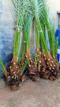 يوجد الدينا برحي ومجهول وكرنفلي وكافة انواع النخيل لاتصال ع الرقم 0785...