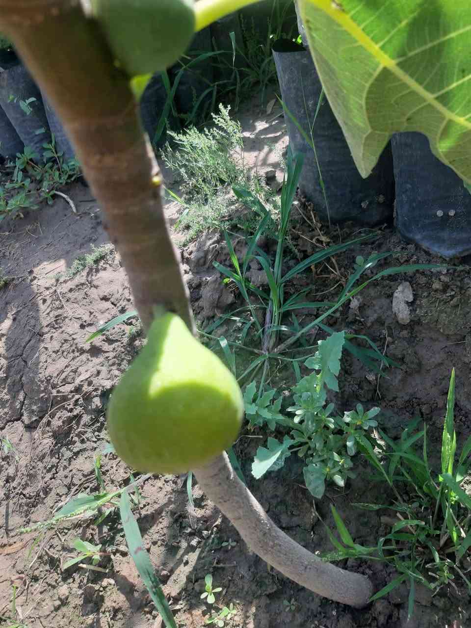 🌿✨ إعلان من مشتل الشاهين الزراعي ✨🌿

تتوفر الآن شتلات التين المميزة: 🍈 تين العبيد السعودي
🍈 تين البراون التركي

شتلات قوية ومختارة بعناية 🌱
مناسبة للزراعة المنزلية والحدائق والإثمار الممتاز بإذن الله 🌞

🔥 والقادم أجمل... قريباً ستتوفر أصناف جديدة ومميزة ونادرة من التين لمحبي التميز وهواة جمع الأصناف 🌿🍈

📍 العنوان: بغداد – الدورة – الشارع المقابل لعلوة الرشيد قرب شركة دجلة للمشروبات الغازية خلف منطقة أبو دشير
📞 الهاتف / واتساب: ***********

🌱 مشتل الشاهين الزراعي — وجهتكم لكل ما هو مميز في عالم النباتات والأشجار 🌱
