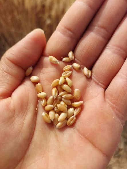 السلام عليكم اخوان الفلاحين والمزارعين #توضيح بخصوص الحنطه نوع #ثريا ألالماني المكيس.. يكون حسب. الطلب ... يعني تجي تحجز بالمكتب مع عربون يلا نكدر نوفر لكم الكميه .. #معلومات عن الصنف هو صنف مبكر من اسرع الاصناف الي موجوده في السوق وينزع خيري بعد عشرين بشهر تقريبا لحد نص الواحد 
وصنف قوي ويتحمل الجفاف و الصدى والبرد وميزه حلوه بي تزرع اخر الناس تحصد اول الناس بإذن الله 
وراح انزل فيديوات بتعليقات من تجاربي الخاصه للصنف لهذا السنه  #تحياتي لكم مكتب الرافدين للزراعة الحديثة  بخدمتكم دائما 
العنوان كركوك طوبزاوه قرب مول الأخوين 
***********
***********
