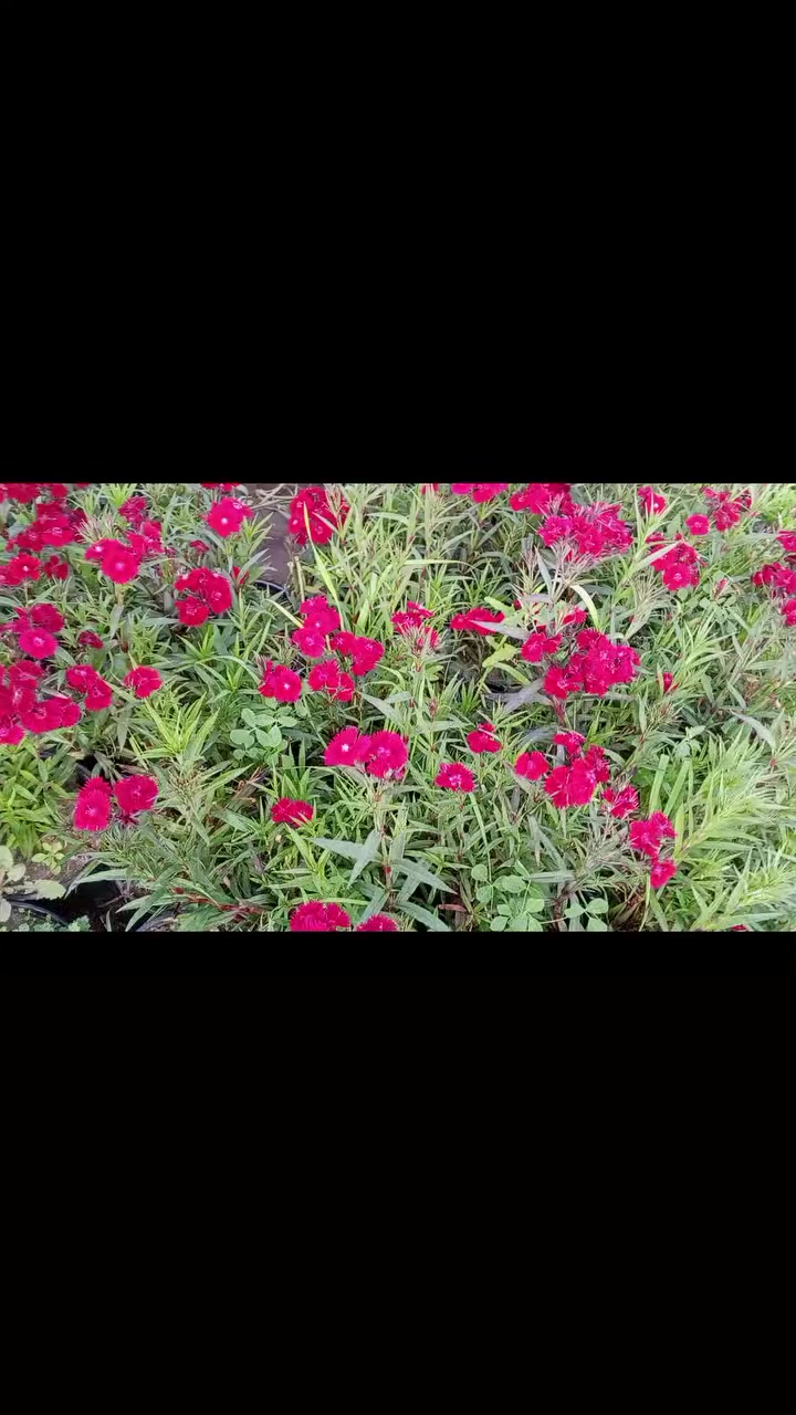 قرنفل صيني للتواصل رقم موبايل ***********
