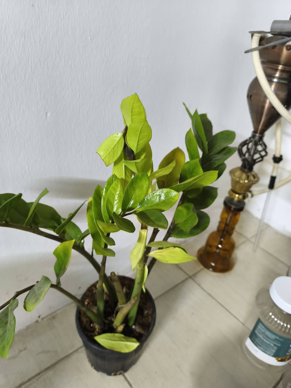 غراض مطبخ كاملة لي يريد يراسلني


**إذا كنت صاحب هذا الإعلان وتريد حذفه لأي سبب، رجاءا أرسل رسالة إلى الدعم الفني**