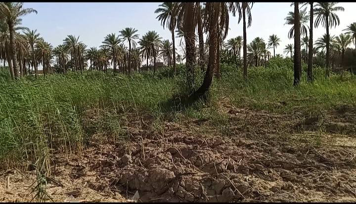 يالله( اللهم صل على محمد وال محمد )
ارض مساحة دونم ( 2500 ) متر طابو زراعي سند 25 تحويل مباشر بأسم المشتري .. مزروعة نخيل وتربة الارض حلوة صالحة للزراعة ومتوفر ماء سقي خاص للارض..

عرض واجهة الدونم 40 متر والباقي النزال ويبعد عن شارع العام مسافة 700 متر بسيارة دقيقتين وشوارع تبليط وله      اكثر من مدخل .. علمآ عرض شارع الخاص للدونم يبلغ عرضة 11 متر
يصلح للسكن ويصلح مكان ترفيهي وايضآ يصلح مخازن للحفظ

المنطقة سكنية وخدمات متوفرة ( المدارس ابتدائية ومتوسطة واعدادية وروضات اطفال + اسواقات ومحلات مخضر + كهرباء وطني وخطوط مولد ذهبي وعادي + وماء اسالة 24 ساعة + ماء سقي )       السعر الارض ( 120 ) وقابل للمجال

العنوان / شارع طوريج كربلاء سايد الدخول الى كربلاء مقابيل المعهد الفني التقني قرب مدارس رميلة ( *********** )
