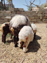 نعجه جايبه ثلاثه (٨٠٠) هذا الرقم ٠٧٨٤٧٧٥٨٨١٦ واتساب فيديو على أول تعلي...