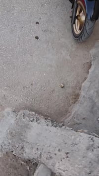 فورزة • جاهزة • بابل