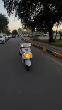 سكنس فحل نوزل خطين للبيع كفاله عامه دراجه شلعه ومعدل خير من الله برغي ...