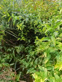 شبو أو مسك الليل السعر 3000 سندان العنوان كربلاء قضاء الحسينيه منطقة ا...